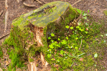 Bright colourful green moss on a tree trunk on a wood glade
