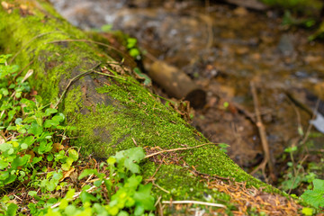 Bright colourful green moss on a tree trunk on a wood glade