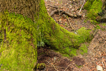 Bright colourful green moss on a tree trunk on a wood glade