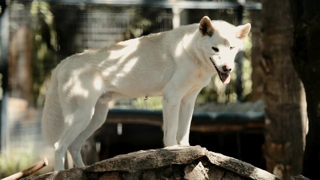Australian dingo outside in nature during the day.