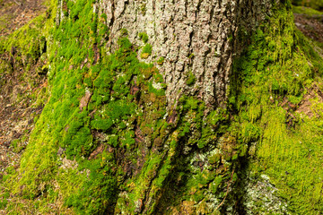 Bright colourful green moss on a tree trunk on a wood glade