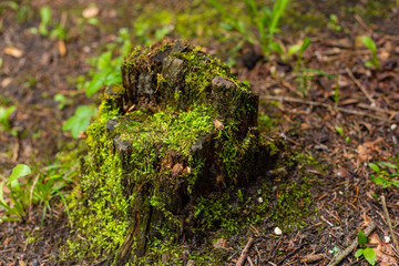 Bright colourful green moss on a tree trunk on a wood glade