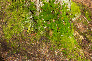 Bright colourful green moss on a tree trunk on a wood glade
