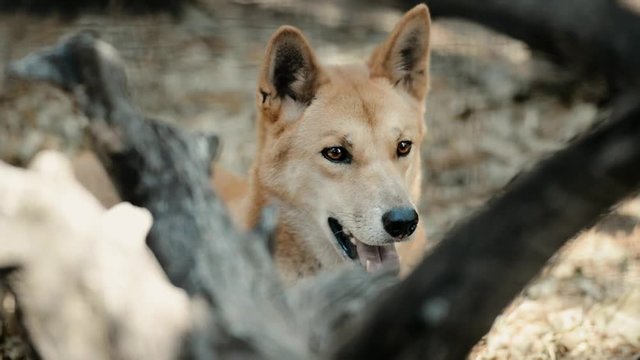 Australian dingo outside in nature during the day.