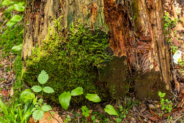 Bright colourful green moss on a tree trunk on a wood glade