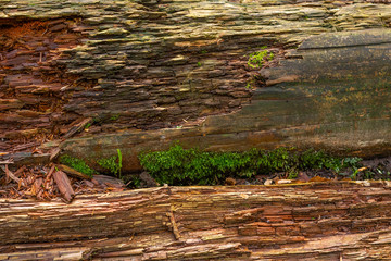Bright colourful green moss on a tree trunk on a wood glade