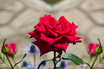 Art photo rose petals isolated on the natural blurred background. Closeup. For design, texture, background. Nature.