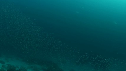 Swimming through a shimmering shoal of Pygmy Sweeper, Parapriacanthus ransonneti in Andaman sea 