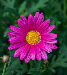 Obraz premium pink daisy flower in winter