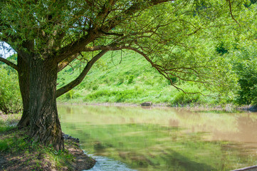 Fototapeta na wymiar big tree growing near the river. Against the backdrop of green hills