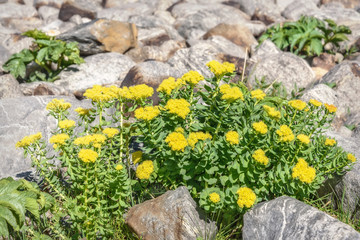 flowers rhodiola rosea roseroot mountains