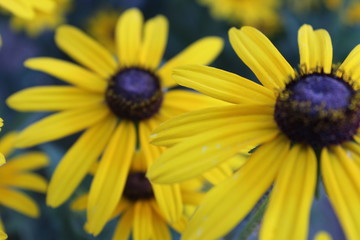 yellow and flowers