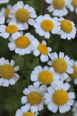 Fototapeta premium field of daisies