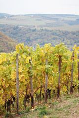 Wine yard in the Rhine river in autumn season