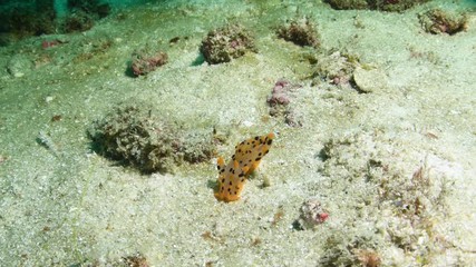 Pikachu nudibranch, Thecacera pacifica closeup in Andaman sea