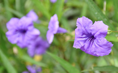 purple flowers soft blur and bright in morning Thailand garden
