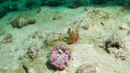 Pikachu nudibranch, Thecacera pacifica closeup in Andaman sea