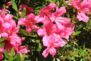 ピンクのツツジ