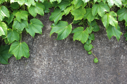 コンクリート壁とツタの葉 © morico