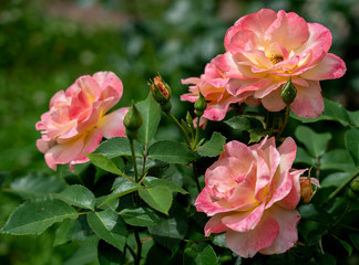 Obraz premium Three large unfolded rose flowers of a soft pink color on the rose bushes