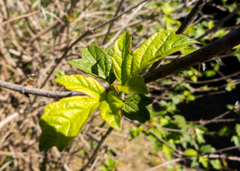 Macro leaves selective focus