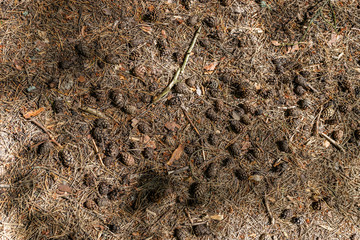 Brown pine and fir cone lying on the ground
