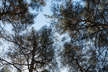 pines in the forest seen from ground up