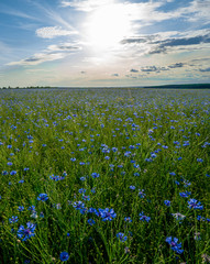 field of flowering cornflowers, blue flowers of cornflowers on the background of the blue sky and the setting evening sun