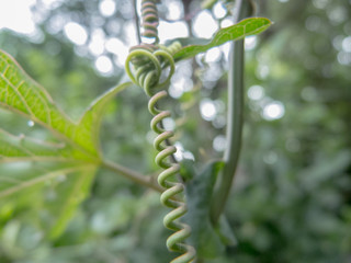 Spiral patterns of trees of grape fruit