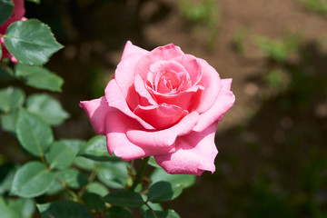 Carina