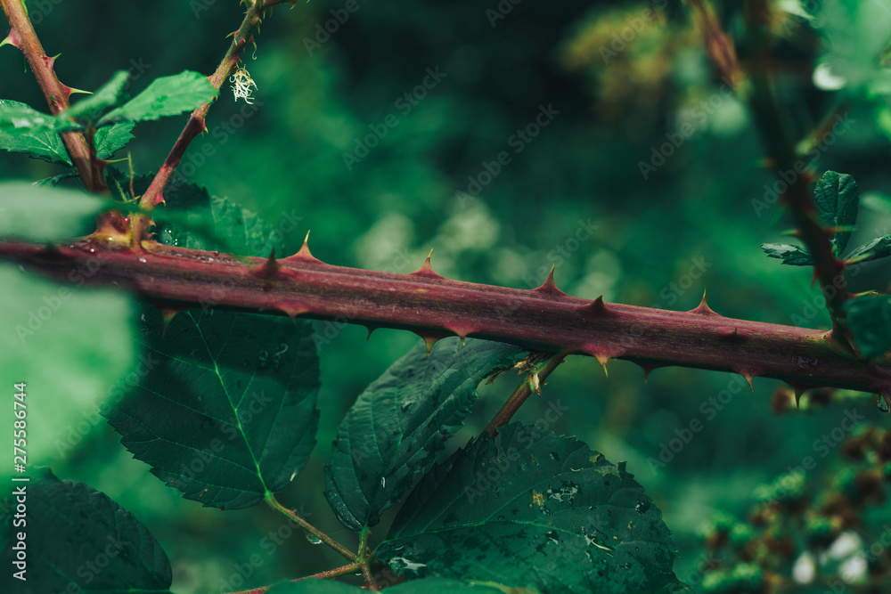 Poster close up thorn on a green background. macro view.