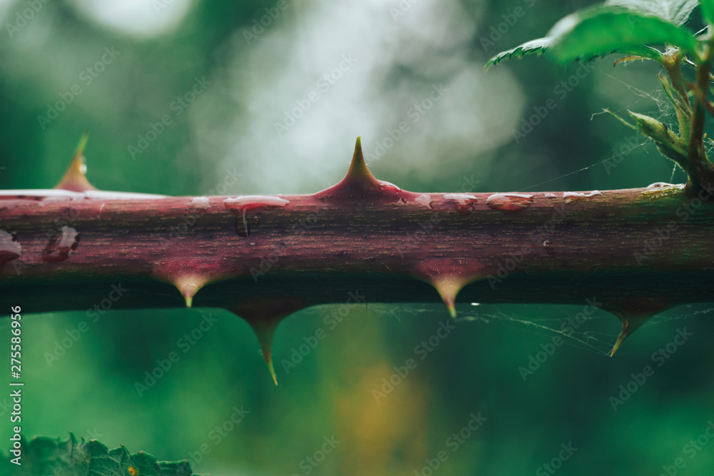 Poster close up thorn on a green background. macro view.
