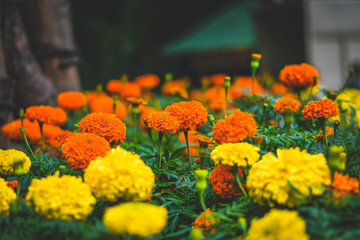 Marigold flower orange yellow