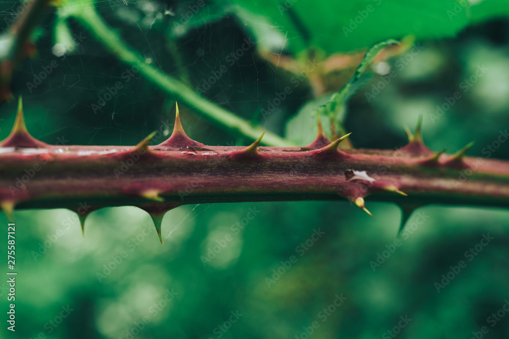 Poster close up thorn on a green background. macro view.