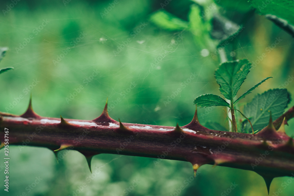 Poster Close up thorn on a green background. Macro view.