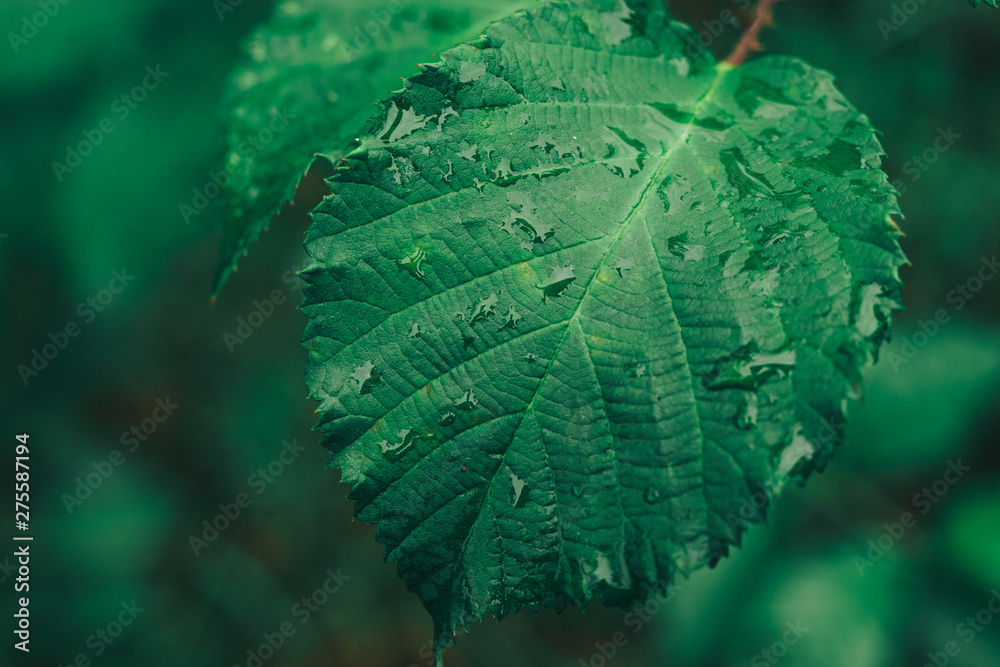 Poster Close up thorn with leaf on a green background. Macro view.