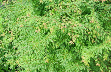 上から見たヒメシャラの木