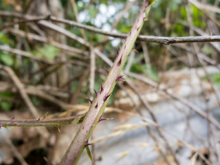 Branches with spines