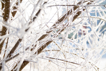 Hoar frost covering bare tree branches on sunny Winter's day.