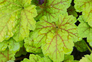 背景素材のベコニア類