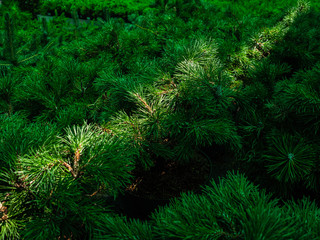 Seedlings of pine in pots in the window of a garden store. A ray of sun falls on the needles of a mountain pine