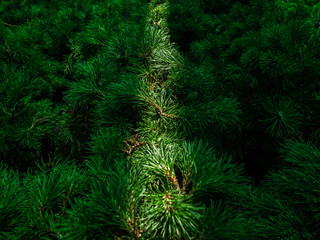 Seedlings of pine in pots in the window of a garden store. A ray of sun falls on the needles of a mountain pine