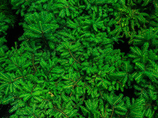 Seedlings of young pine trees. Serbian pine in pots on the shelves of the garden store