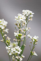 Horseradish flowers on gray, close up