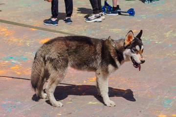 Young husky covered with colorful Holi powder