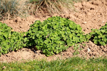 Densely planted dome shaped Clover or Trefoil flowering plants full of beautiful green leaves planted in a row surrounded with dry soil and grass in local garden on warm sunny spring day