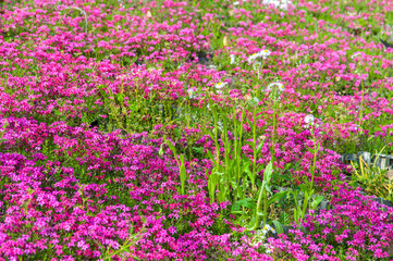 赤い花畑の中で咲いている白い花