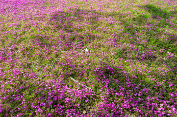 満開の芝桜と樹木の影