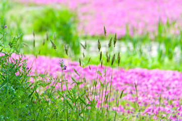 芝桜と面白い形をした草