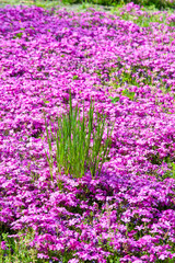 Obraz premium 満開の芝桜の中に咲いている緑の草